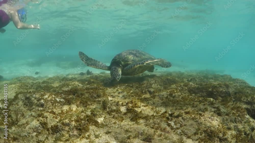 A Purple Suited Snorkeler Swims Near a Feeding Sea Turtle in Maui, Hawaii A Purple Suited Snorkeler Swims Near a Feeding Sea Turtle in Maui, Hawaii