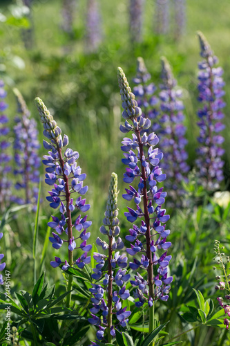A lot of violet lupines field. Rustic garden on the background of a wooden house