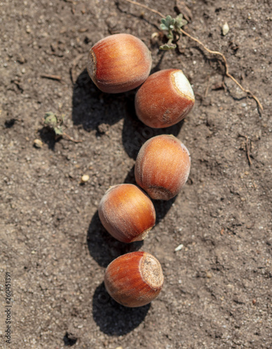 Hazelnuts lie on the ground photo