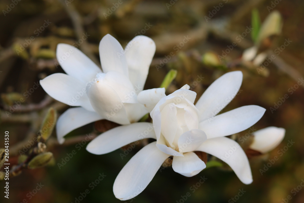 Fototapeta premium magnolie weiß