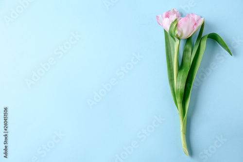 Fototapeta Naklejka Na Ścianę i Meble -  Beautiful tulip on color background
