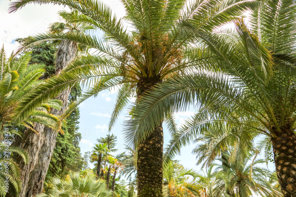 Palm trees in the park. Subtropical climate