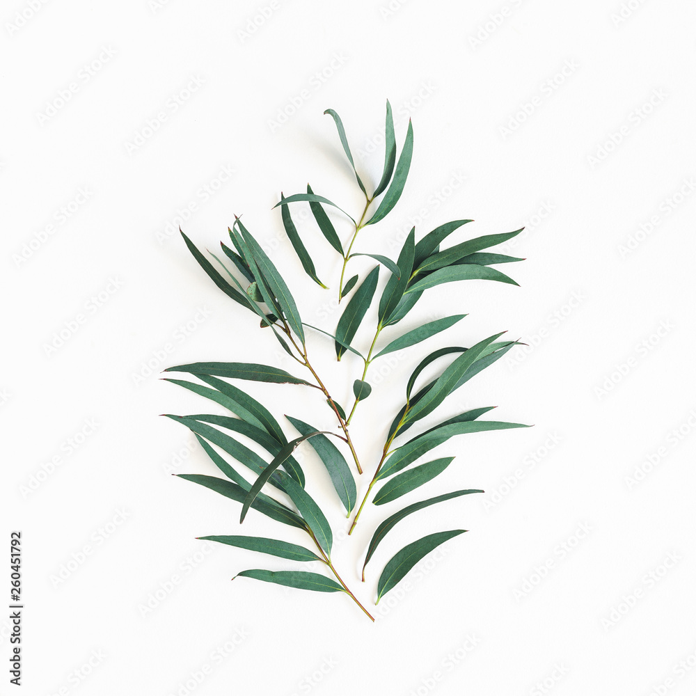 Eucalyptus leaves on white background. Pattern made of eucalyptus branches. Flat lay, top view, square Eucalyptus leaves on white background. Pattern made of eucalyptus branches. Flat lay, top view, square