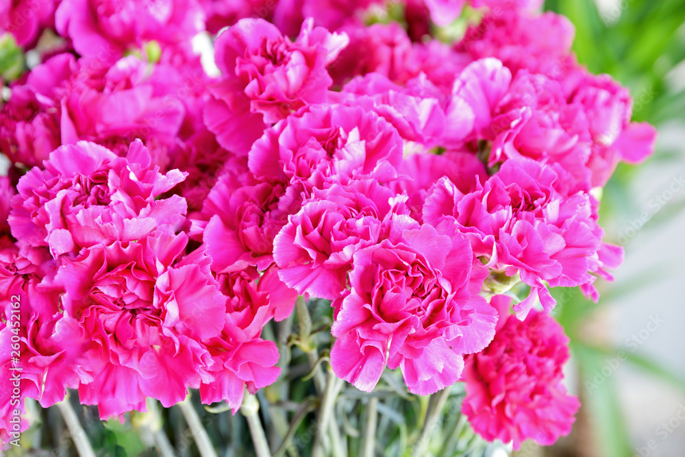pink  carnation in the garden