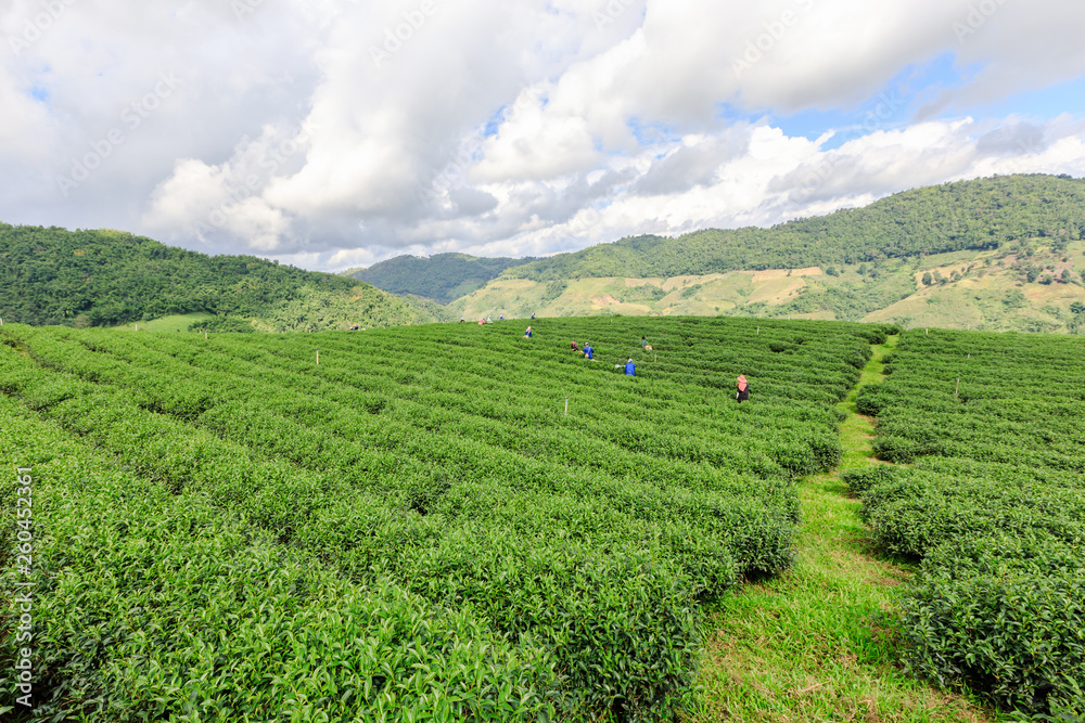 agricultural area tea plantation on the mountain and farmer picking leaves green tea at chiang rai Thailand