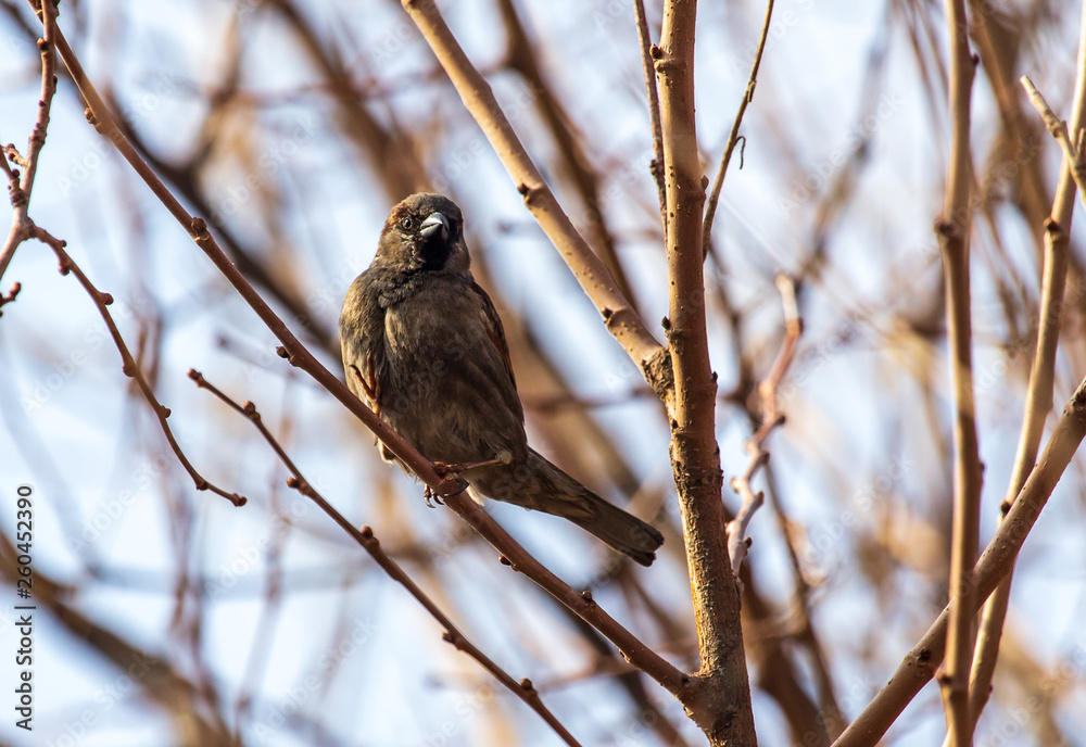 Sparrow on the branches of a tree against the blue sky Sparrow on the branches of a tree against the blue sky