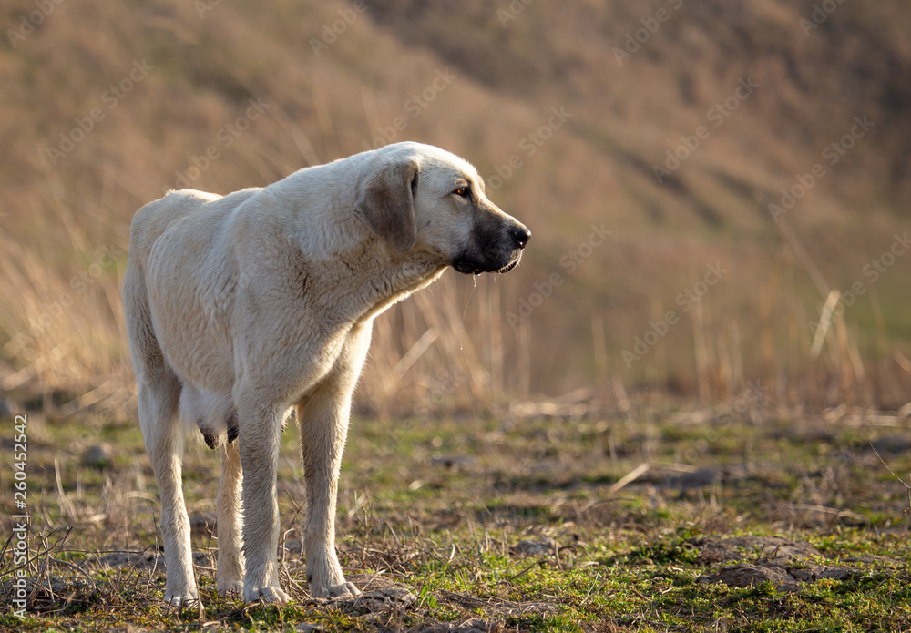 Fototapeta premium Portrait of a dog on the grass in spring