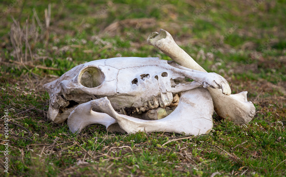 The bones of the animal lie in nature The bones of the animal lie in nature