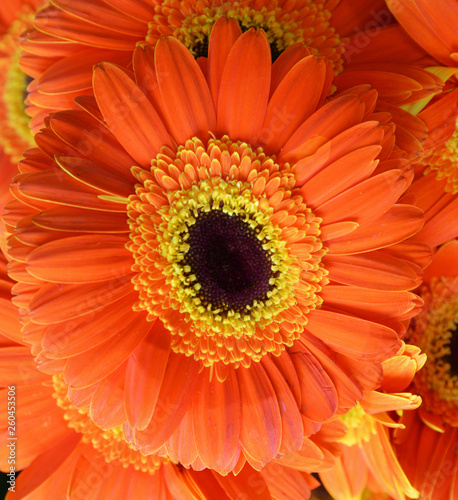 orange flower isolated and background