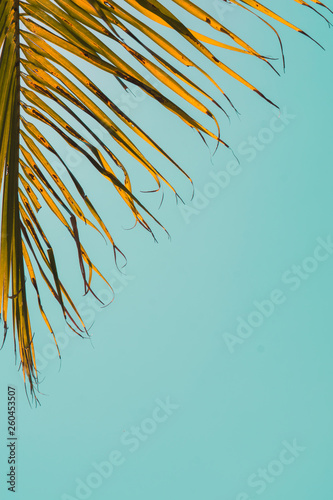 Tropical palm background. Summer template. Beautiful pastel colors. Coconut palm leaves against plain blue sky.