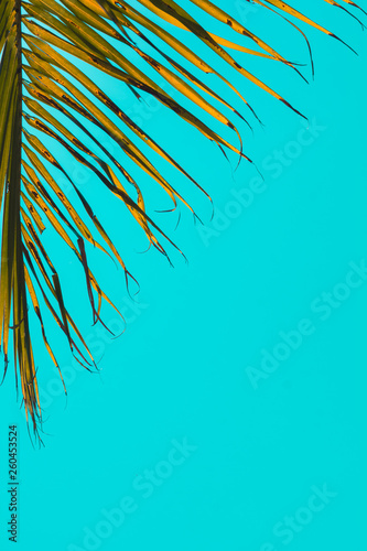 Part of a coconut branch against beautiful turquoise sky. Summer template. Beach side view. Minimalism.
