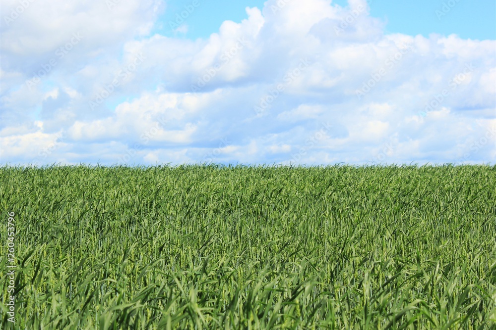 green field and blue sky green field and blue sky