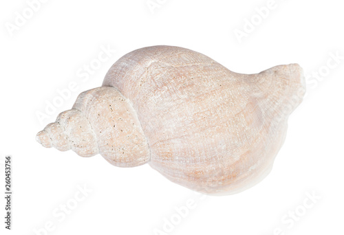 Big seashell in close-up