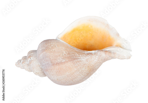Big seashell in close-up