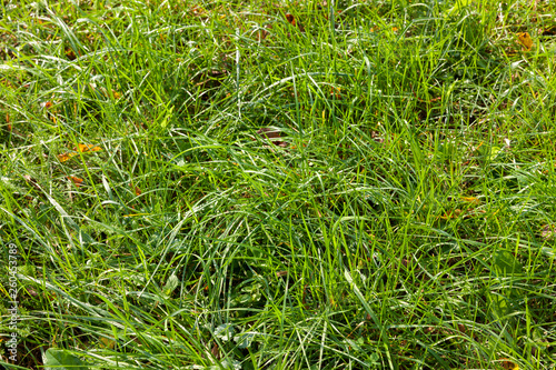 Photos agricultural field with green grass