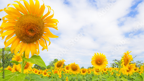 closed up Sun flowers with blue sky background.