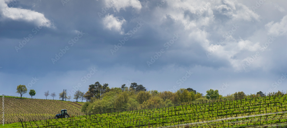 First spring leaves on a trellised vine growing in vineyard, Bordeaux, France First spring leaves on a trellised vine growing in vineyard, Bordeaux, France