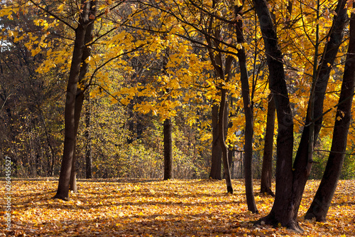 trees in the autumn season