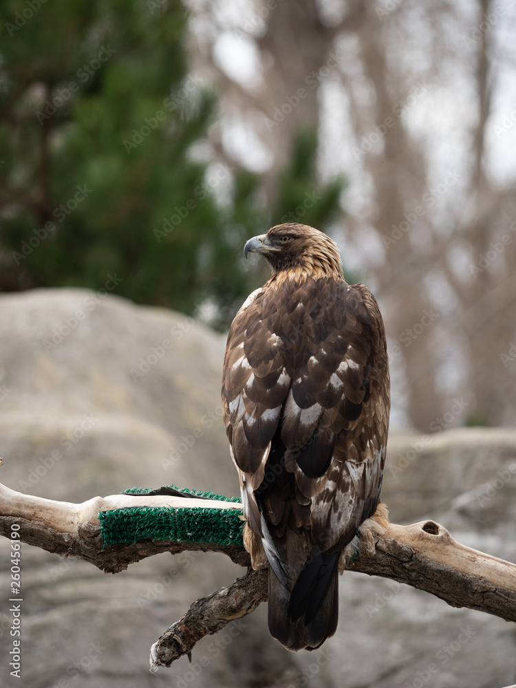 A Golden Eagle Perched on a Limb with Back to Camera A Golden Eagle Perched on a Limb with Back to Camera
