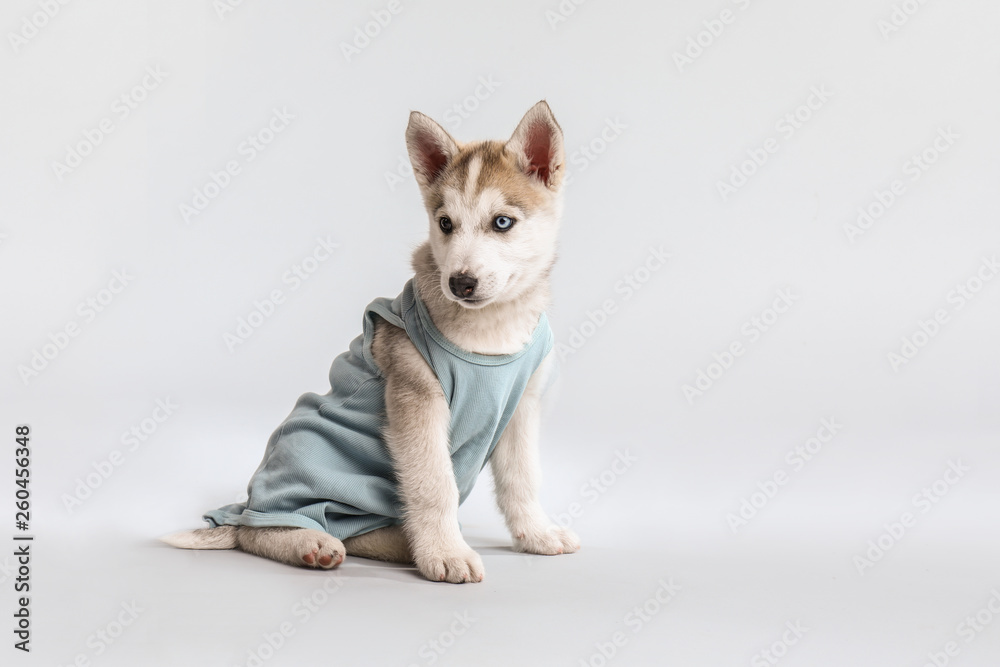 Cute Husky puppy in bodysuit on light background