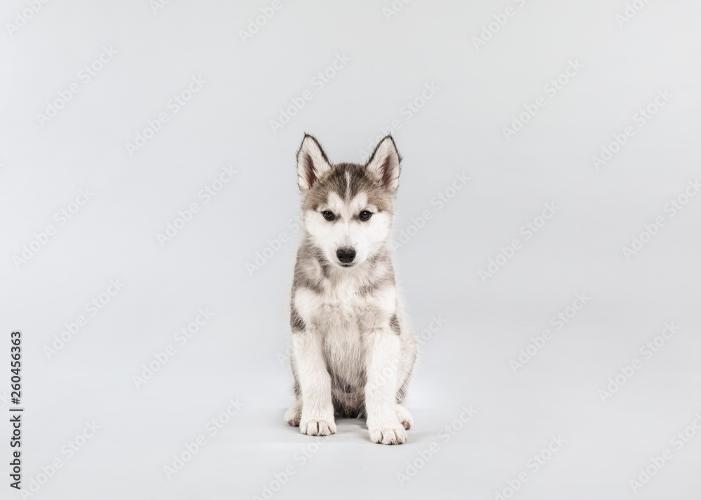 Cute Husky puppy on light background