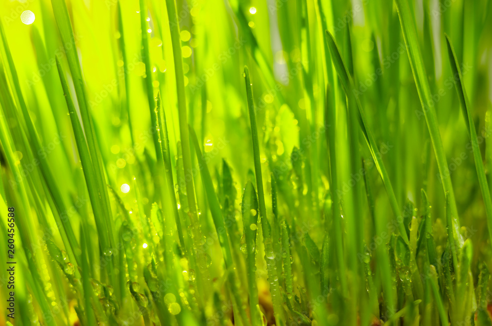 Obraz premium fresh green grass natural background