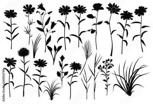 Collection of vector silhouettes of wild flowers and grass, daisy, chamomile, carnation, black color, isolated on white background