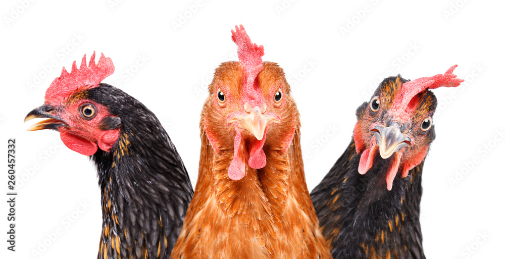 Portrait of  three chickens, closeup, isolated on white background