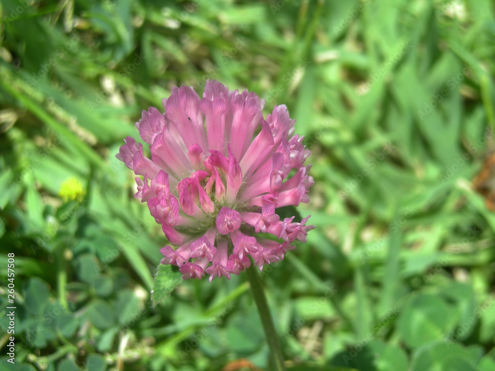 pink flower pink flower