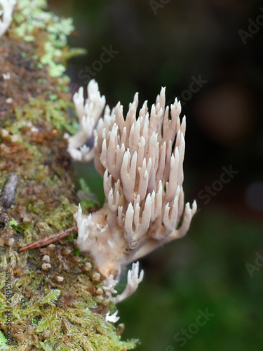 Coral fungus, Ramaria eumorpha, a wild mushroom from Finland photo