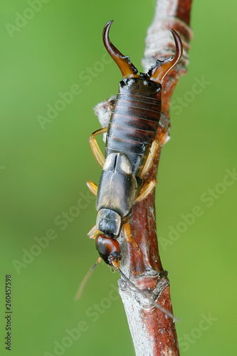 Forficula auricularia, the common earwig or European earwig