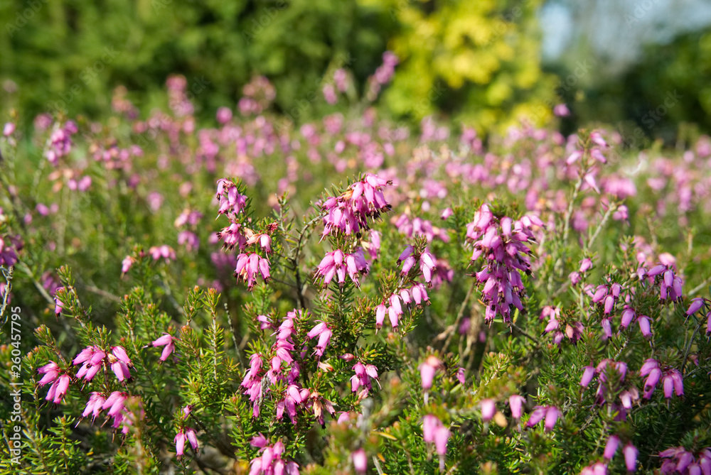 Small pink flowers on a coniferous bush.