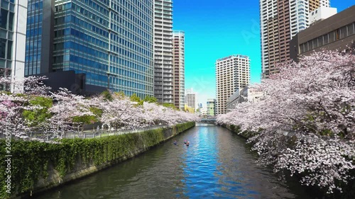 満開の桜（目黒川）16 photo