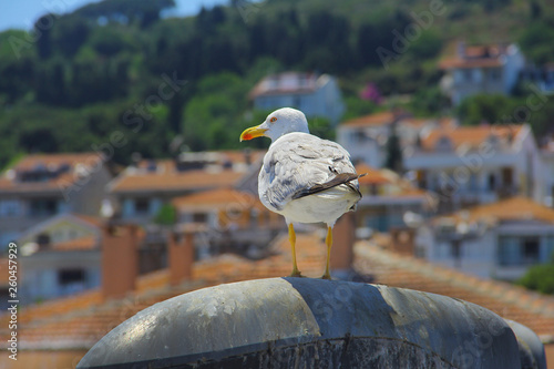 seagull on post