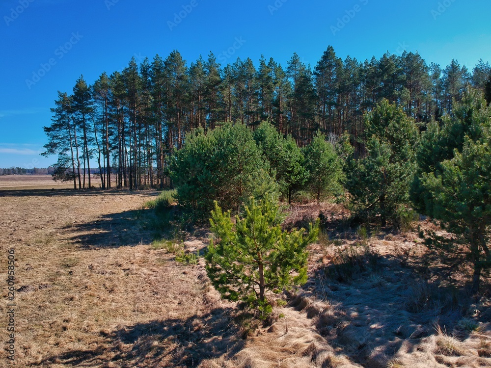 Fototapeta premium Forest in Minsk region of Belarus
