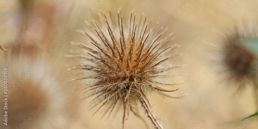 faded flower of mordovnik in summer field faded flower of mordovnik in summer field