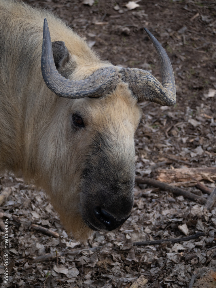 Fototapeta premium Close Up of the Head of a Sichuan Takin
