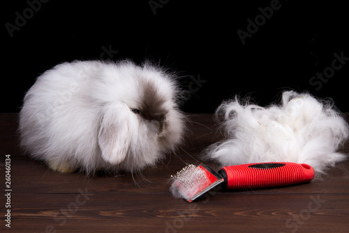 grooming decorative rabbit on a dark wooden background