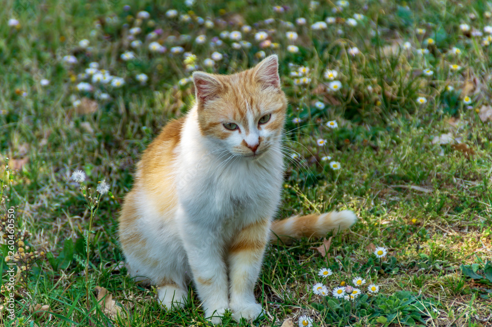 Gattino curioso