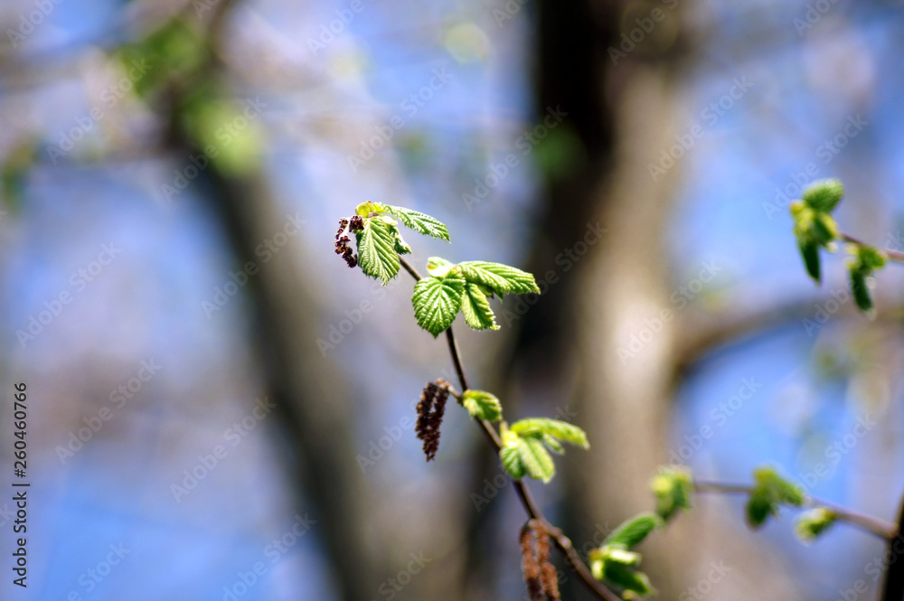 Junge Blätter des Haselnussbaum bei blauem Himmel