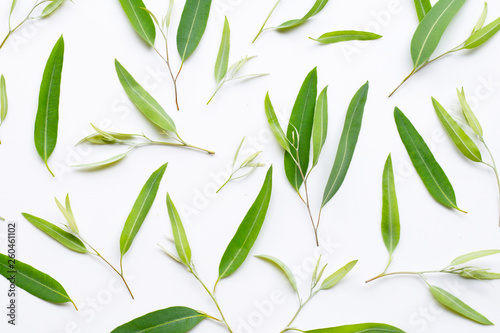 Eucalyptus leaves on white photo