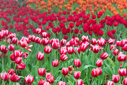 Tulips blooming in the park.
