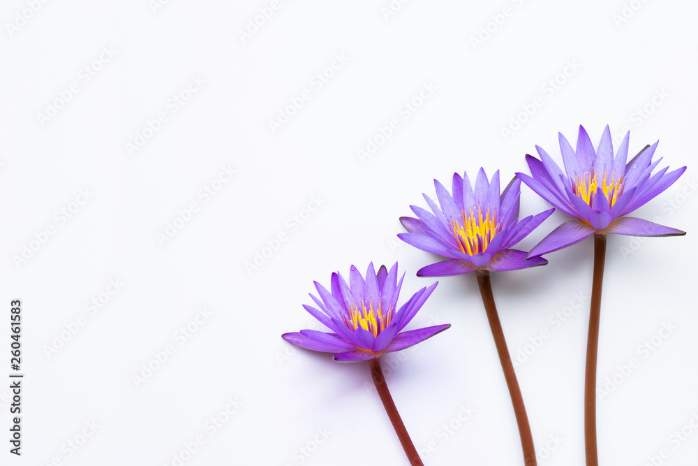 Purple lotus flower blooming on white.
