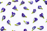 Butterfly pea flower on white