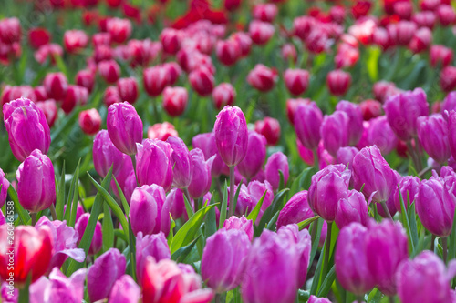 Tulips blooming in the park.