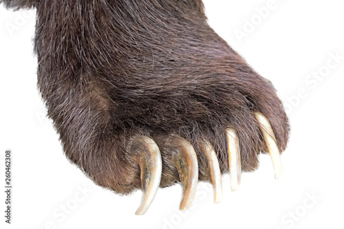 russian big brown bear animal foot with claws isolated on white background adult angry dangerous beast paw with fur in nature wildlife environment close up side view mammal feet parts closeup