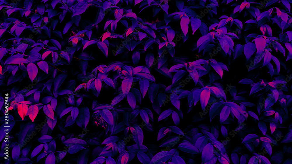 Tropical black light glowing leaves. Tropical black light glowing leaves.