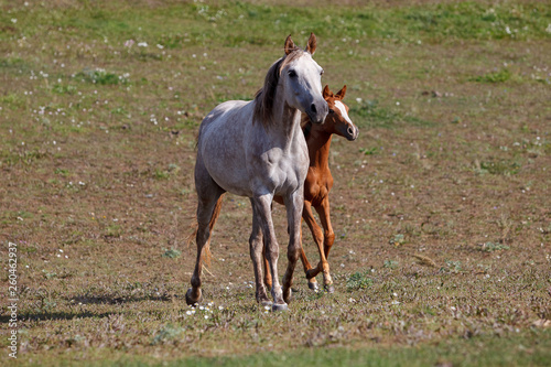 white horse with foal in the pasture