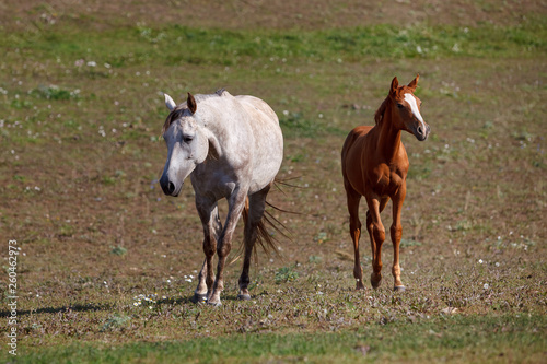 white horse with foal in the pasture