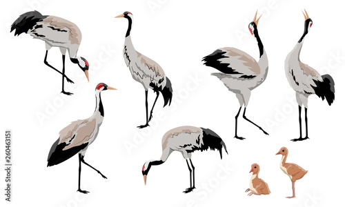 Common crane or Grus grus or Eurasian crane. A collection of gray cranes in various poses. Birds are looking for food, standing, dancing. Exploded wild birds and their chicks. Realistic Vector Animals